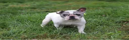 French Bulldog dogs for sale: Jack in The Box - Ad 9