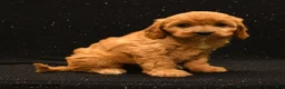 Cavapoo dogs for sale: Nova - Ad 4