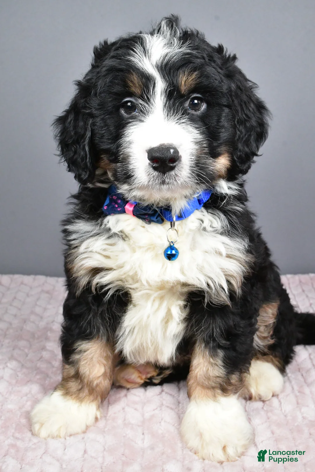 Mini Bernedoodle dogs for sale: Bryce - Ad 1