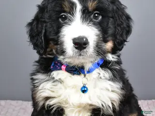 Mini Bernedoodle dogs for sale: Bryce - Ad 3
