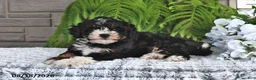 Mini Bernedoodle dogs for sale: Twilight - Ad 4