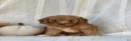 Mini Goldendoodle dogs for sale: Mini Goldendoodle 4 - Ad 7