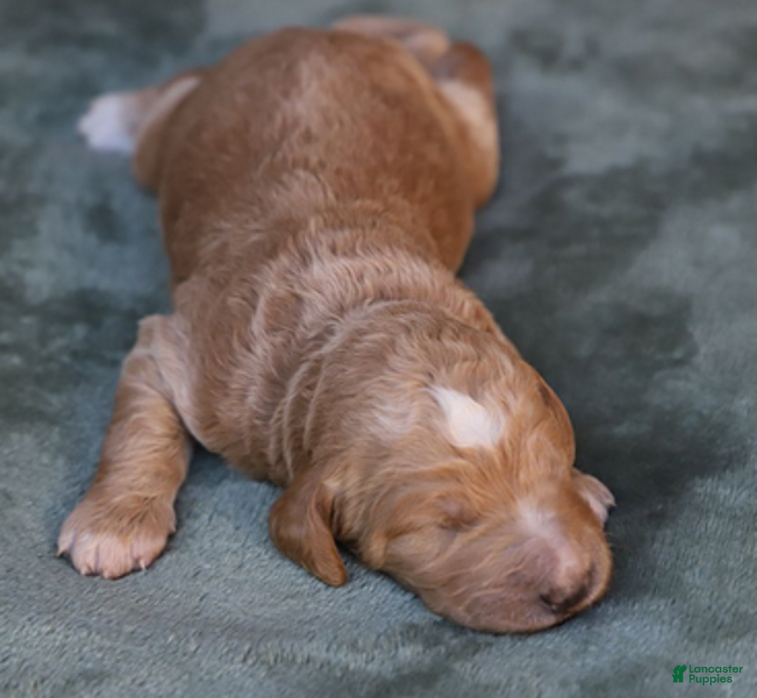 Goldendoodle dogs for sale: Atlas - Ad 5