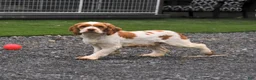 English Cocker Spaniel dogs for sale: Candy - Ad 4