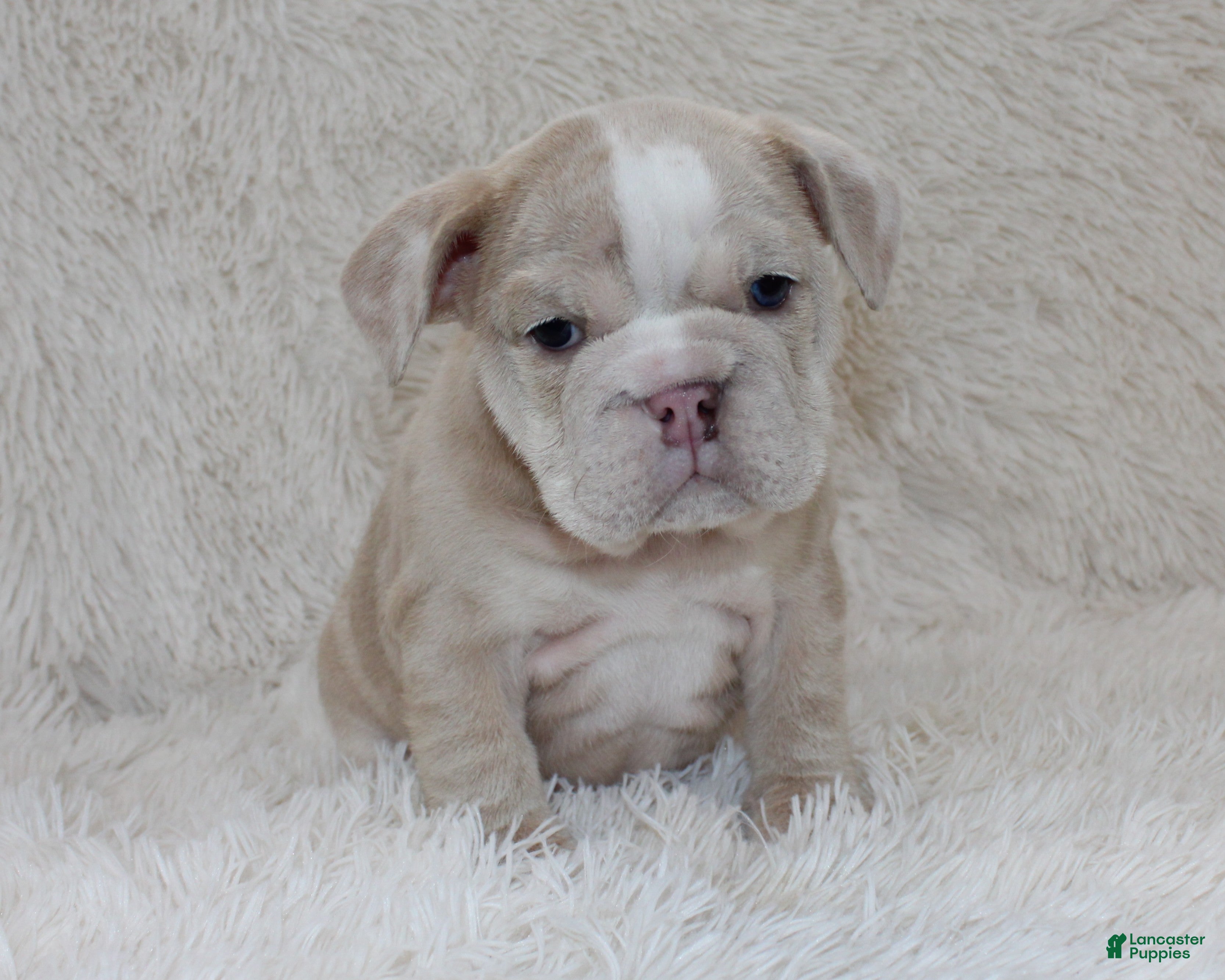 English Bulldog dogs Callie - Ad 39