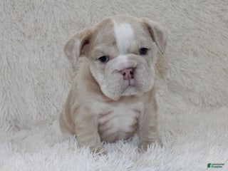 English Bulldog dogs Callie - Ad 39