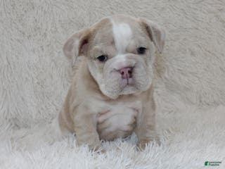 English Bulldog dogs Callie - Ad 13