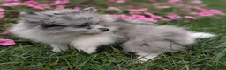 Pomeranian dogs for sale: Dazzle - Ad 10