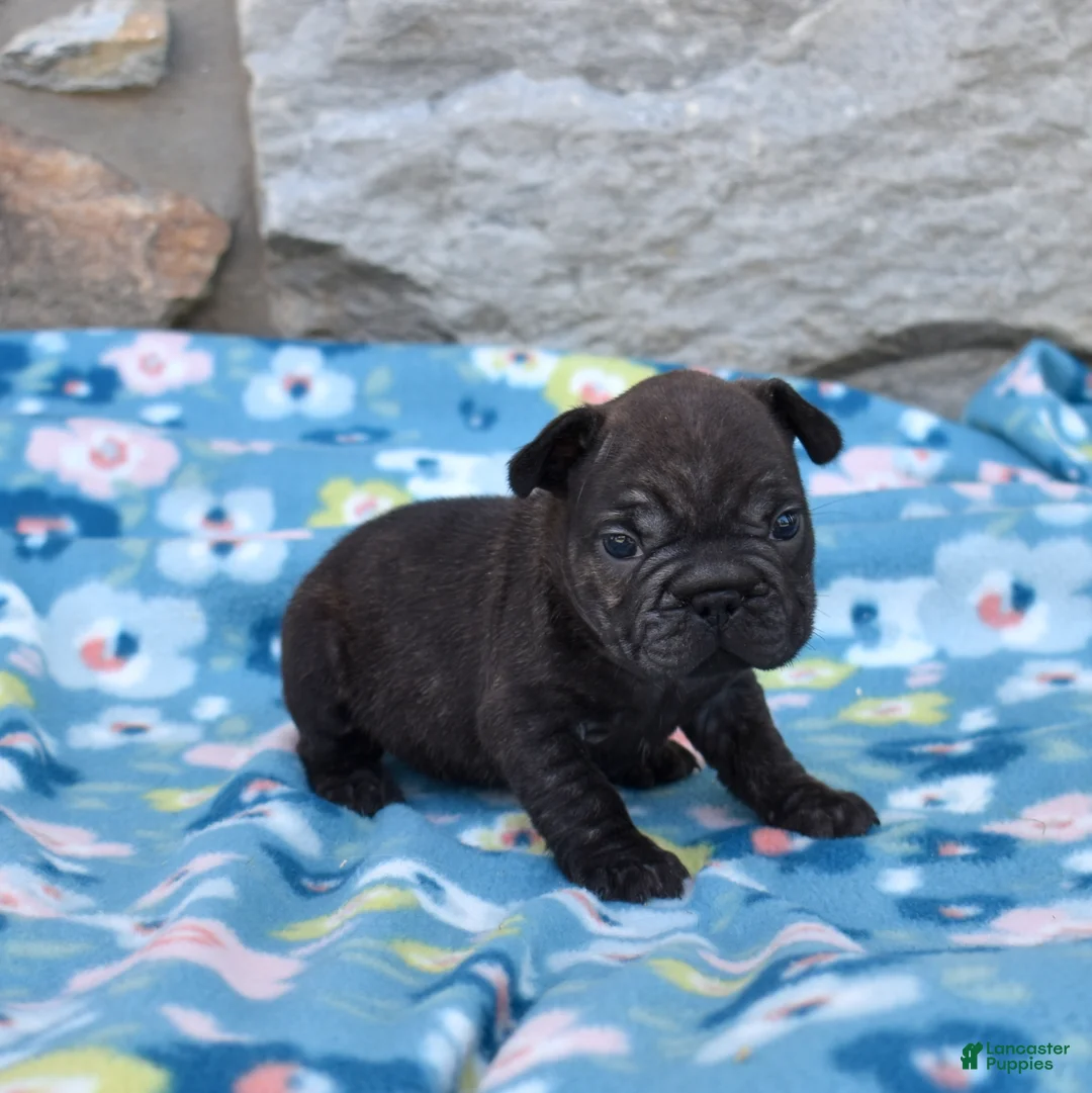 French Bulldog dogs for sale: Stormy - Ad 6