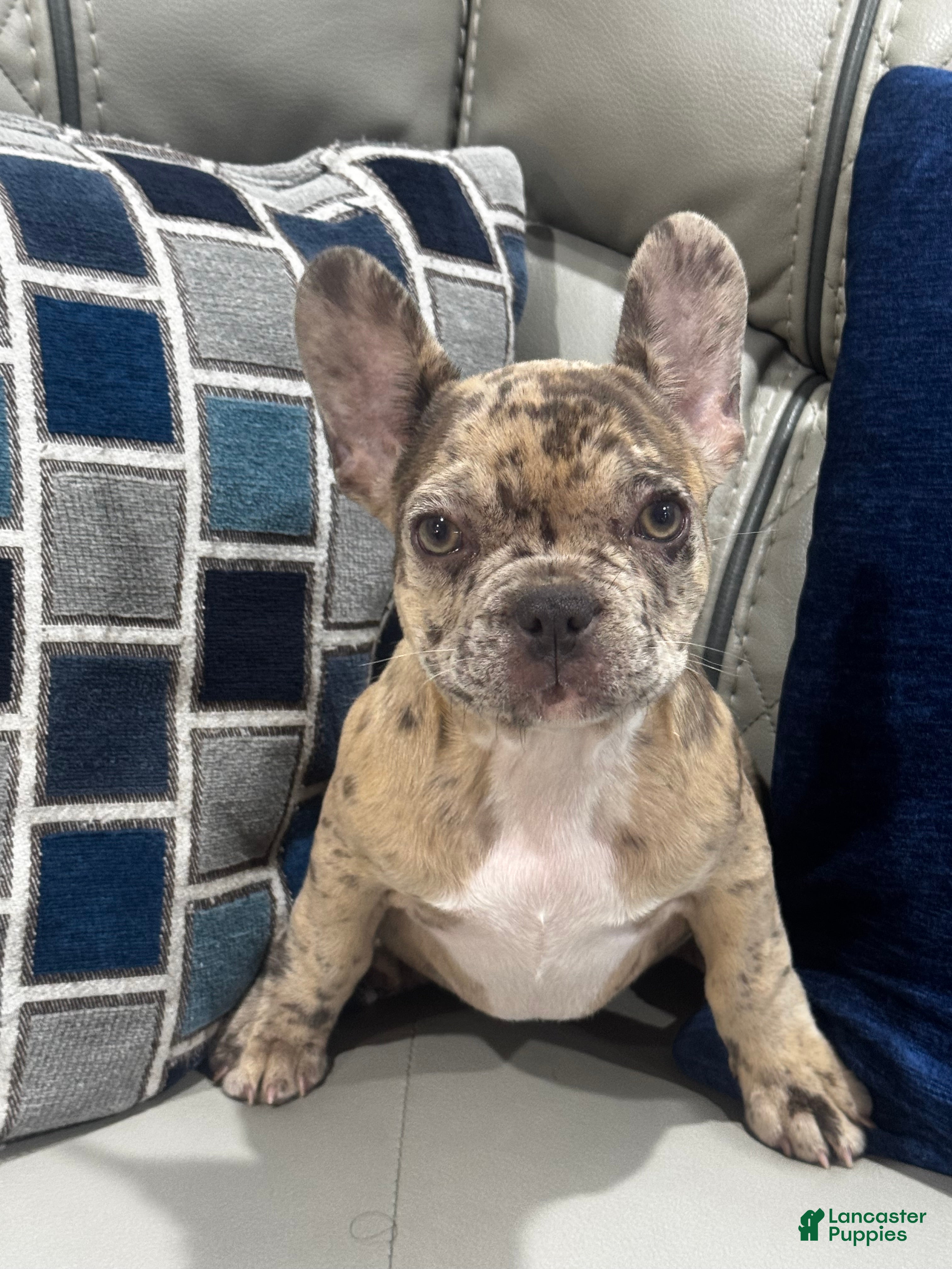 French Bulldog dogs for sale: Mila aka little bit - Ad 4