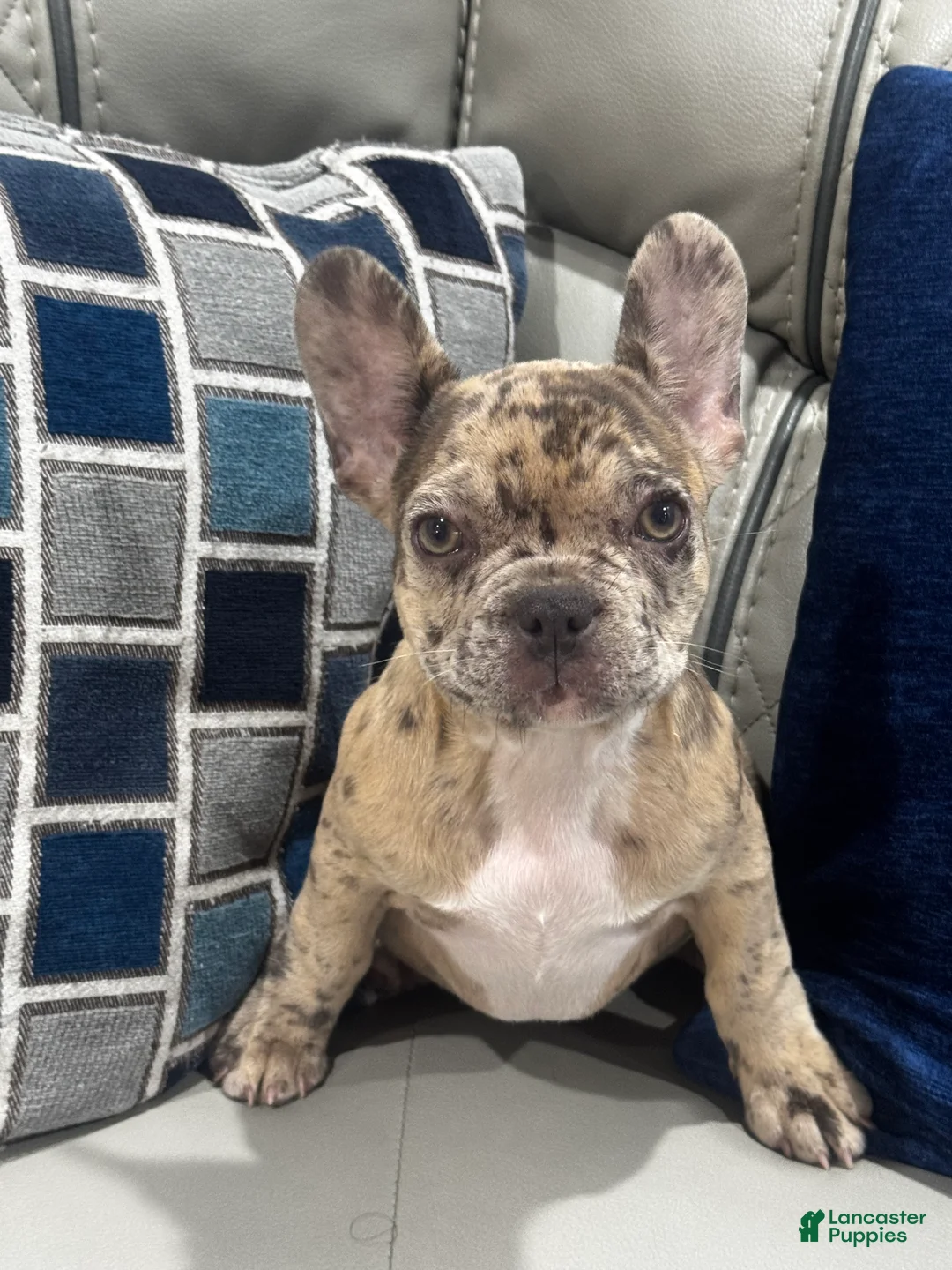 French Bulldog dogs for sale: Mila aka little bit - Ad 1