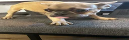 French Bulldog dogs for sale: Nina - Ad 4