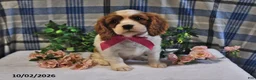 Cavalier King Charles Spaniel dogs for sale: Caramel - Ad 4