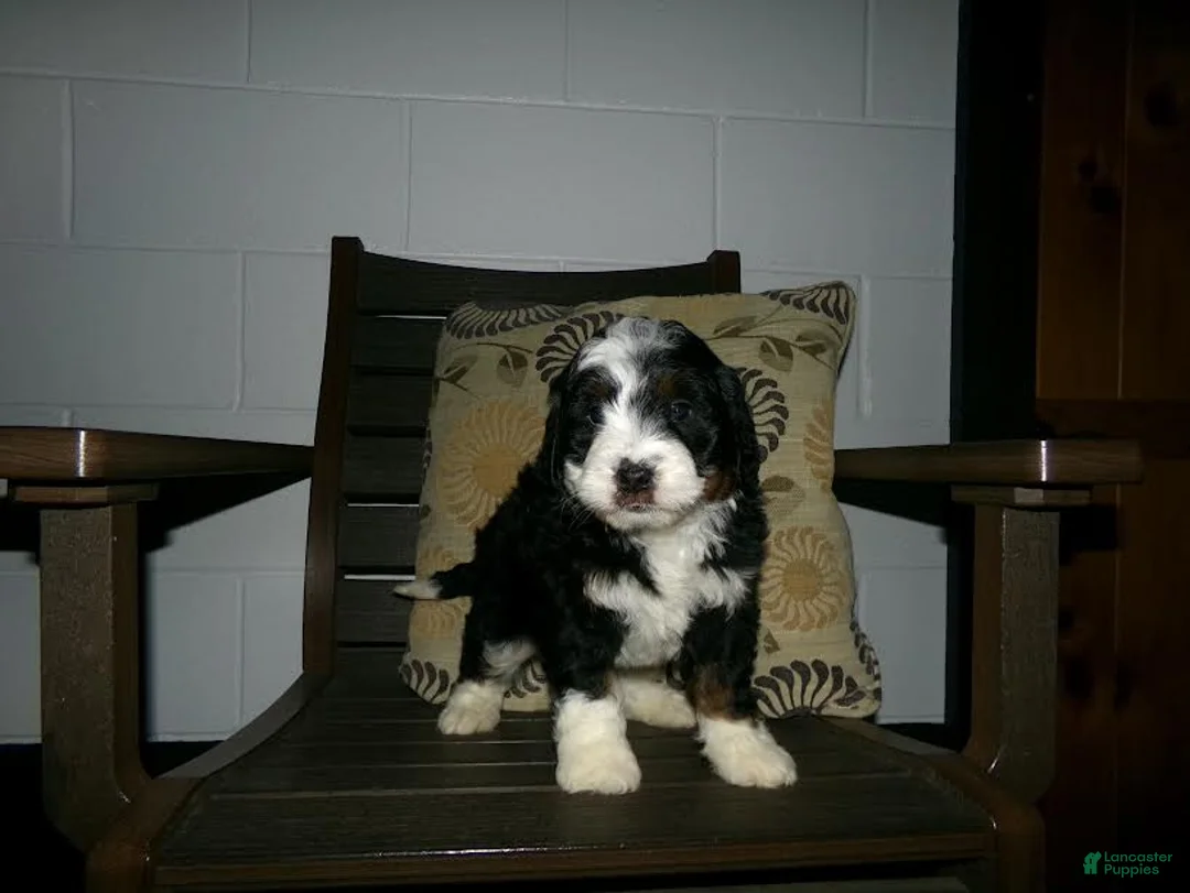 Mini Bernedoodle dogs for sale: Alfred - Ad 7