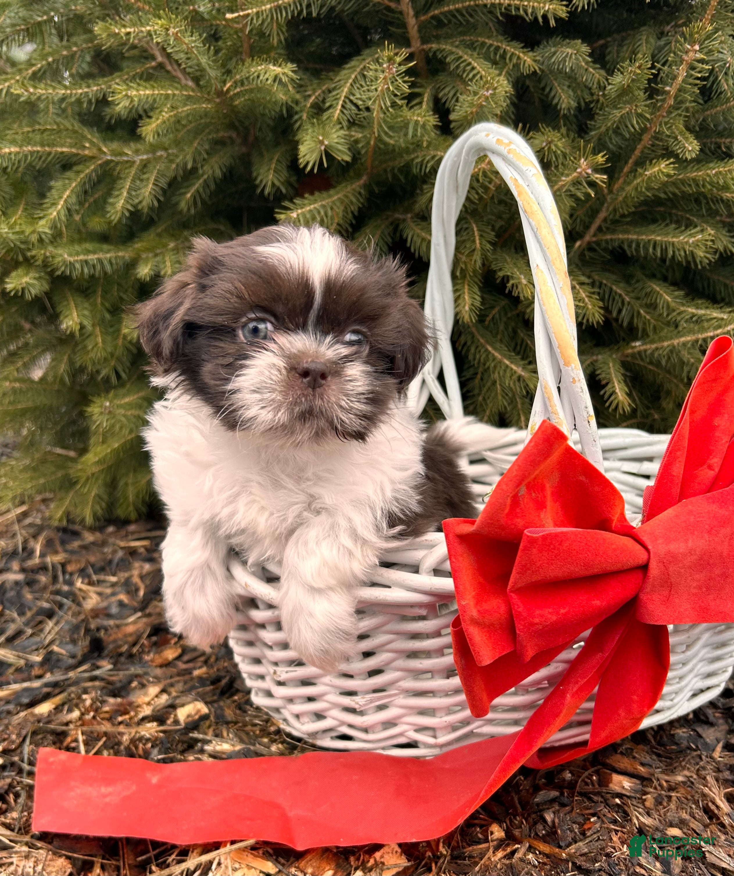 Shih Tzu dogs Buddy - Ad 8