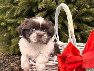 Shih Tzu dogs Buddy - Ad 8