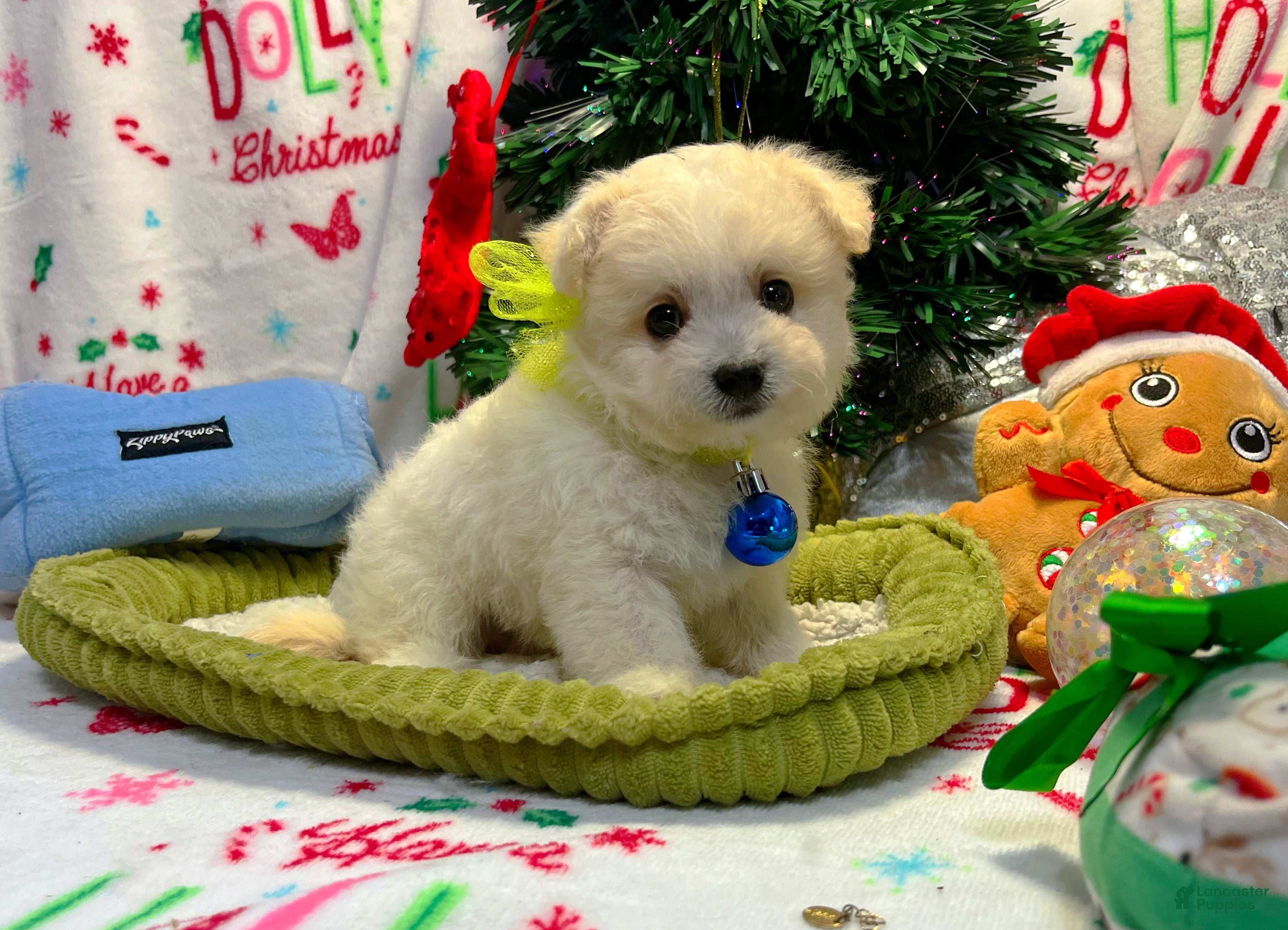 Maltipoo dogs Snowflake  - Ad 3