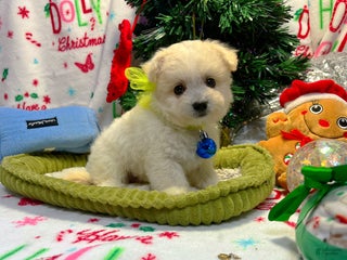 Maltipoo dogs Snowflake - Ad 3