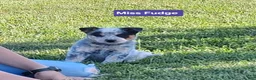Australian Cattle Dog dogs for sale:  AKC Australian Cattle Dog Miss Fudge    - Ad 1