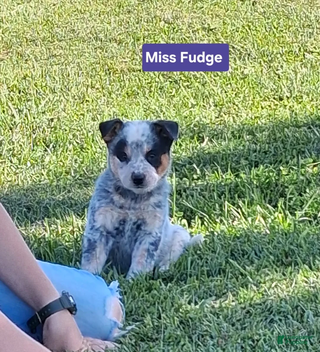 Australian Cattle Dog dogs for sale:  AKC Australian Cattle Dog Miss Fudge    - Ad 1
