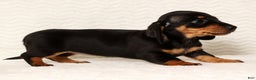 Miniature Dachshund dogs for sale: Nova - Ad 9