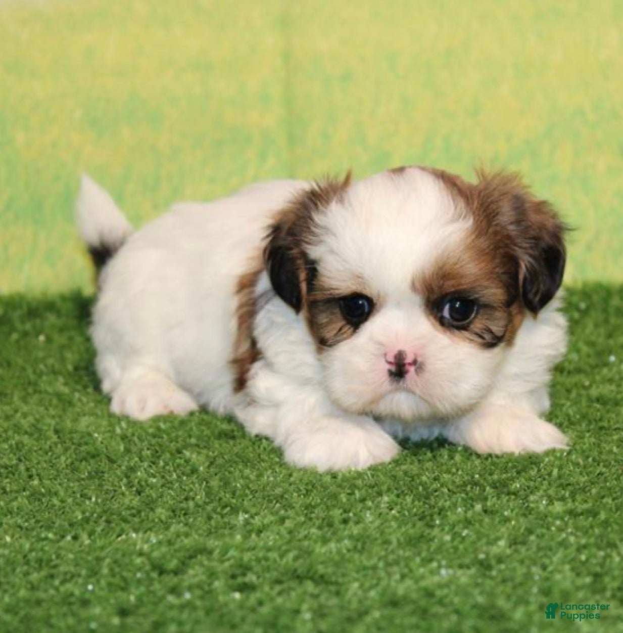 Shih Tzu dogs for sale: Eleanor  - Ad 4