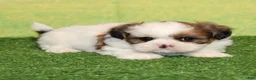 Shih Tzu dogs for sale: Eleanor  - Ad 1