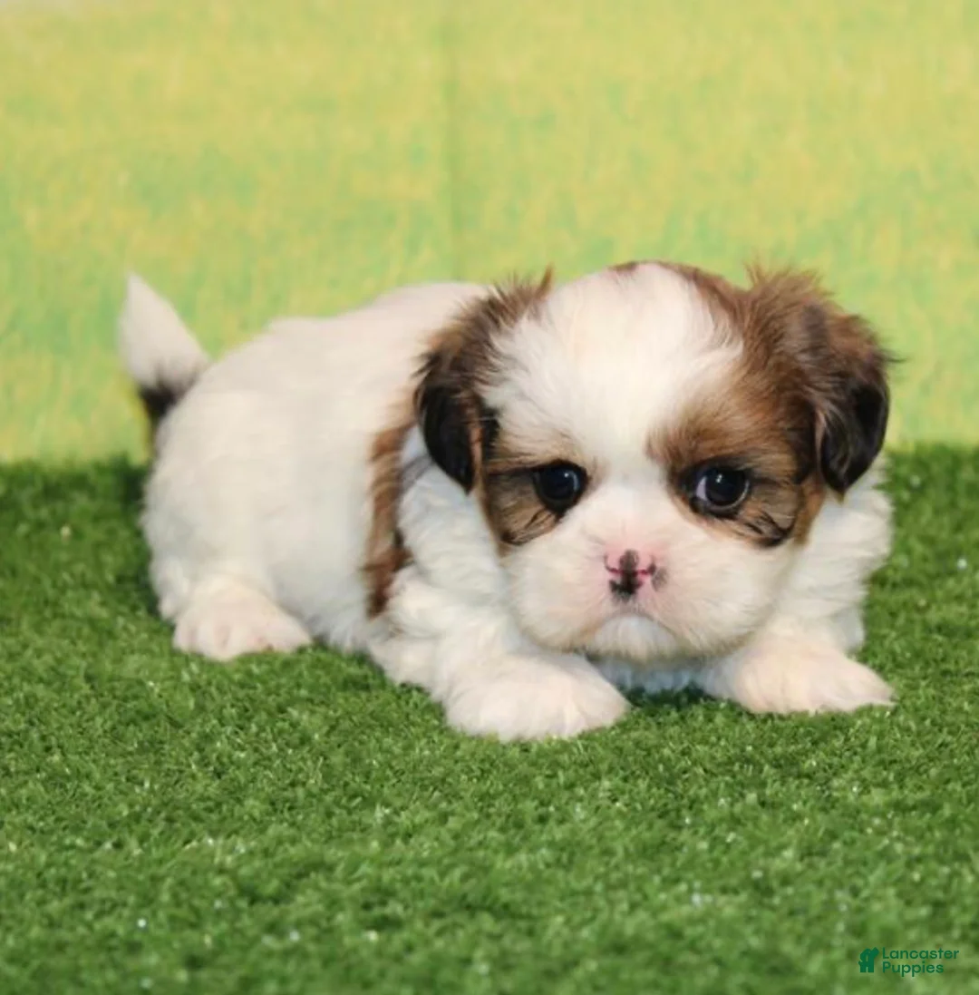 Shih Tzu dogs for sale: Eleanor  - Ad 1