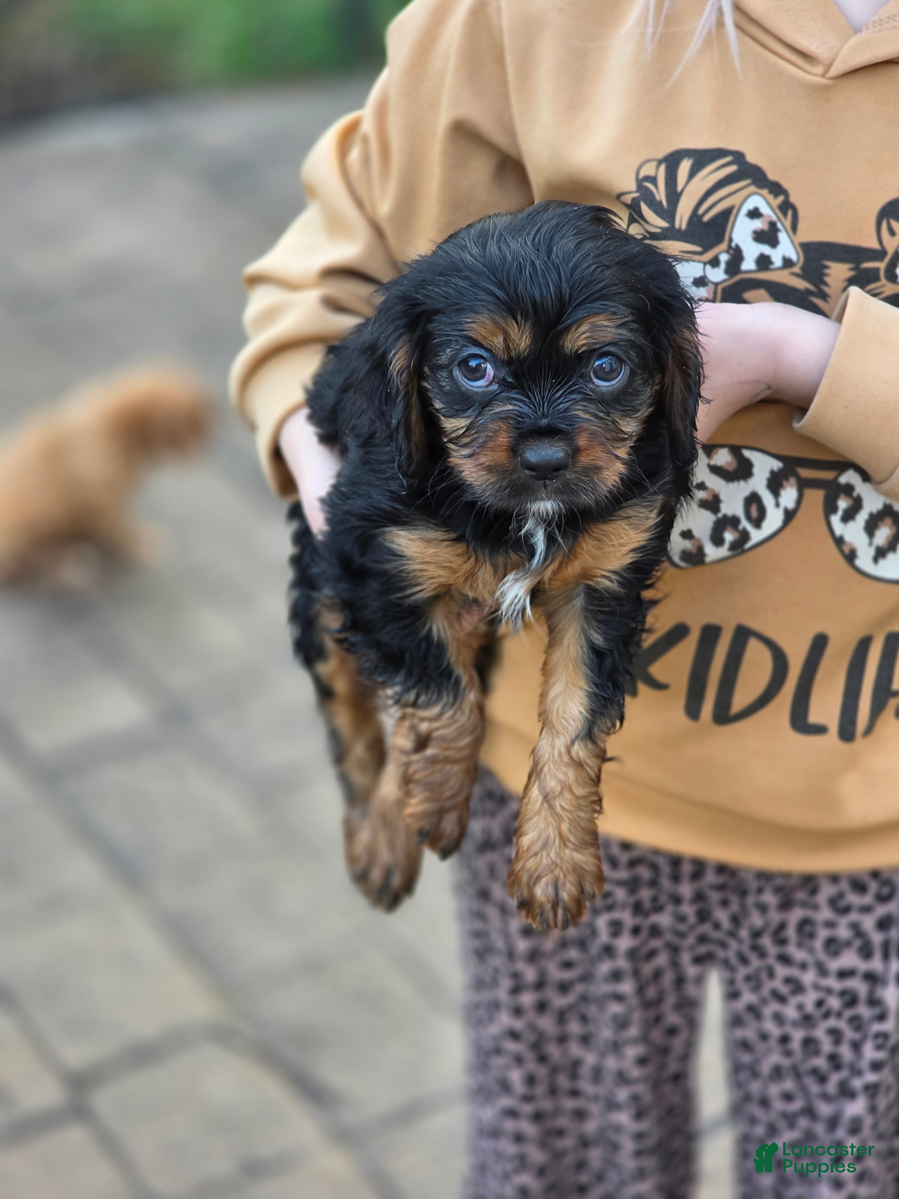 Mixed Breed dogs Mixed Breed Puppy 4 - Ad 2