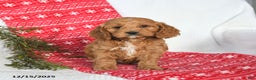 Cockapoo dogs for sale: Orbit - Ad 3