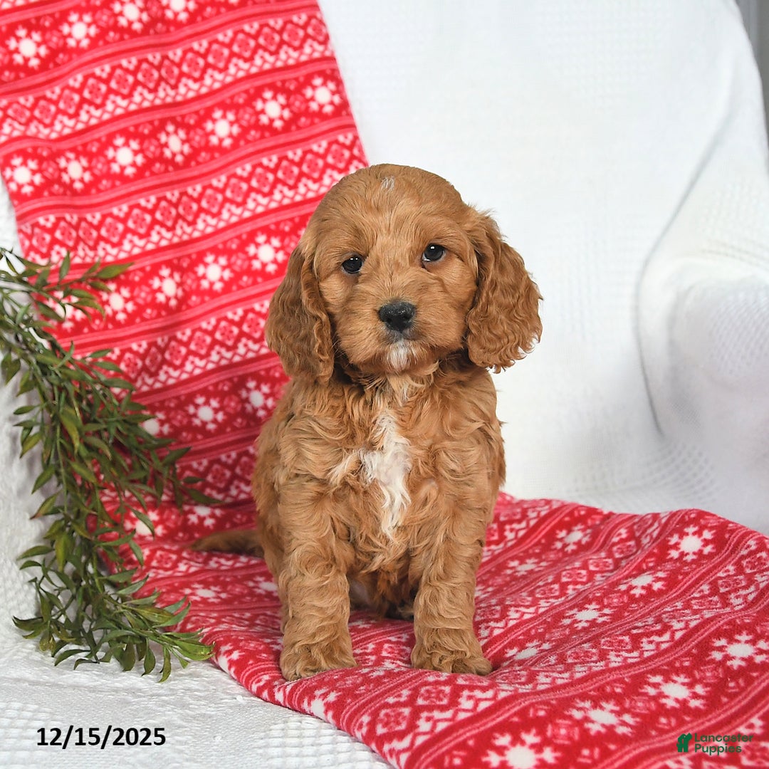 Cockapoo dogs for sale: Orbit - Ad 3