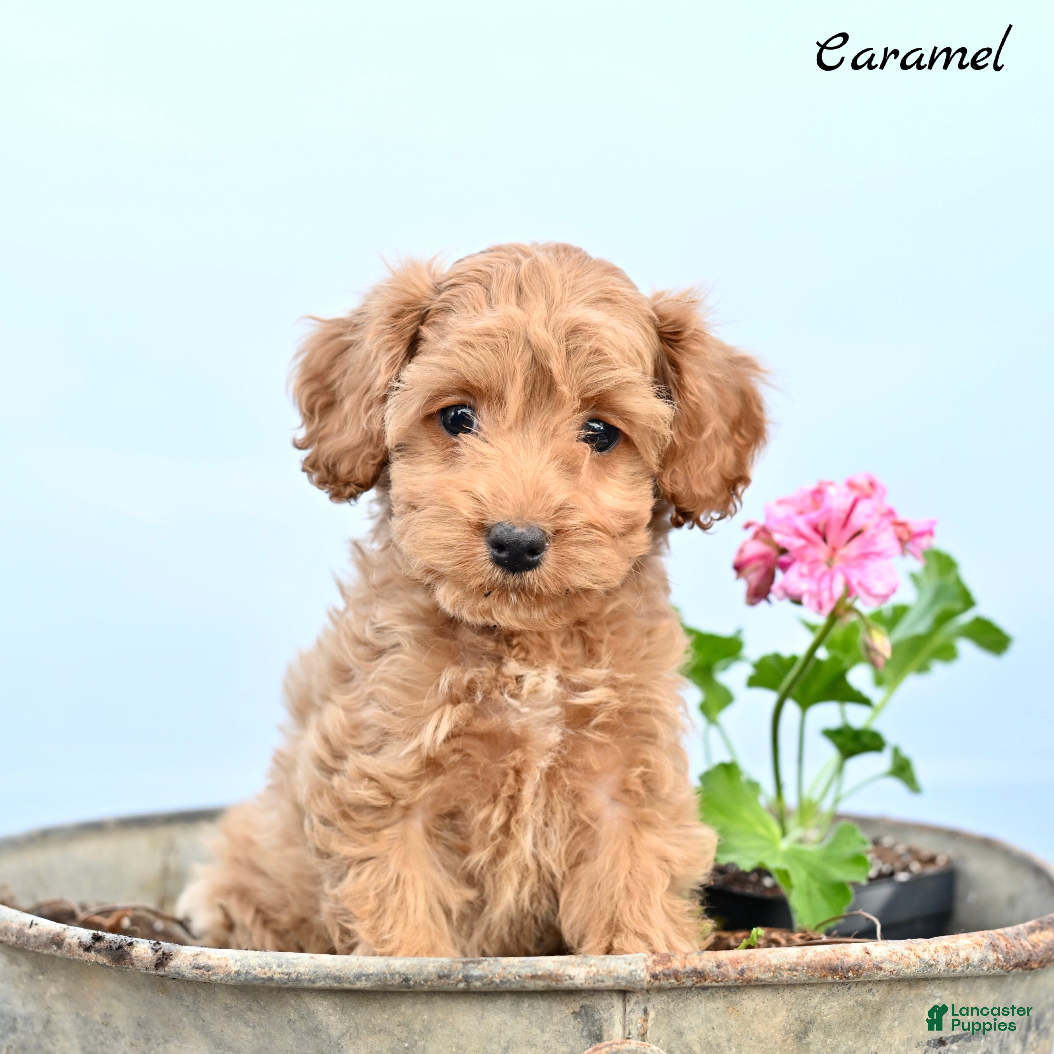 Cockapoo dogs Caramel  - Ad 1
