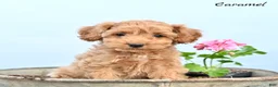Cockapoo dogs for sale: Caramel  - Ad 1
