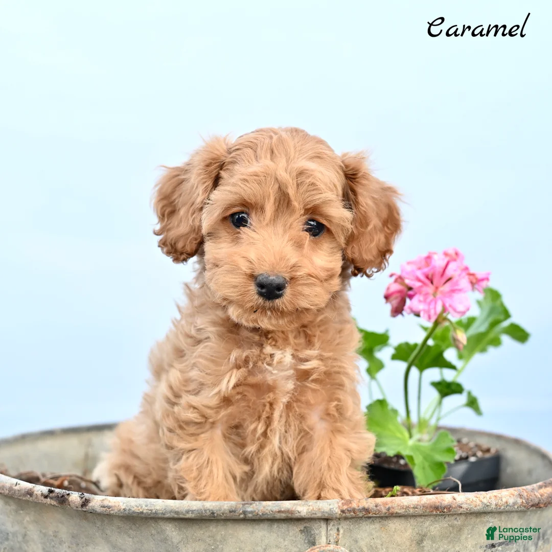 Cockapoo dogs for sale: Caramel  - Ad 1