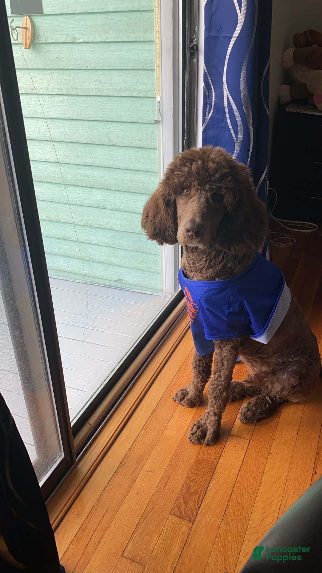 Gallery Image {{count}}