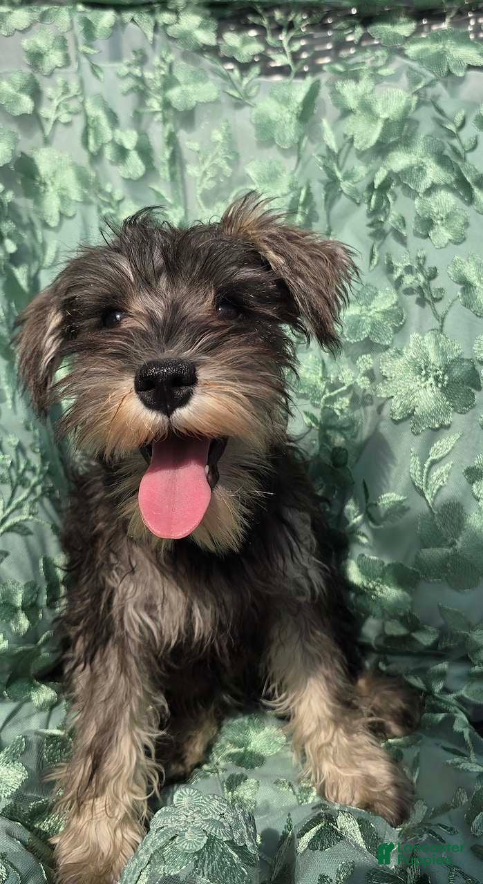 Miniature Schnauzer dogs Miniature Schnauzer 4 - Ad 1