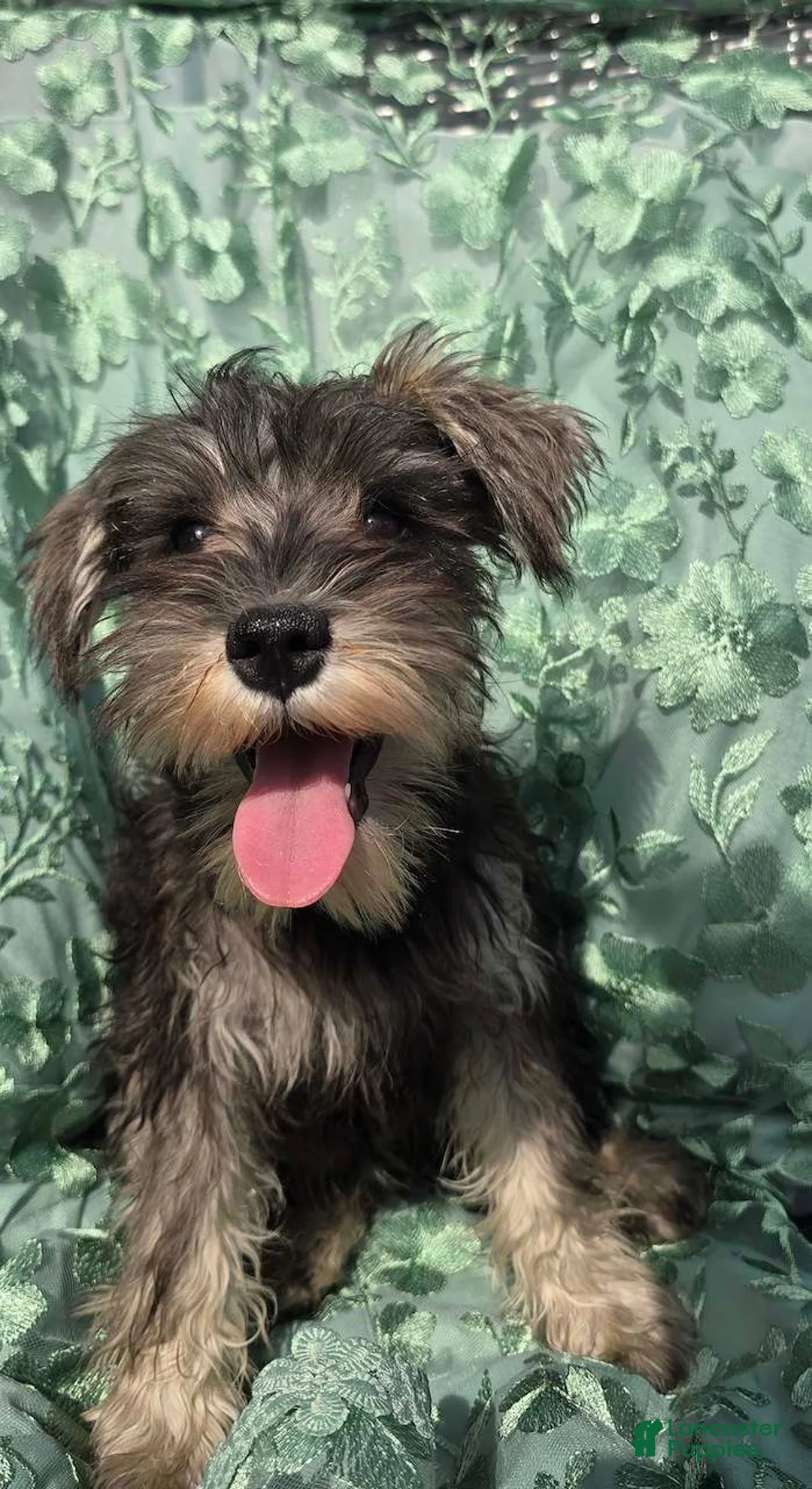 Miniature Schnauzer dogs for sale: Miniature Schnauzer 4 - Ad 1