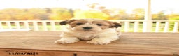 Teddy Bear dogs for sale: Brooks - Ad 6