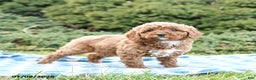 Mini Goldendoodle dogs for sale: Sorrell  - Ad 2