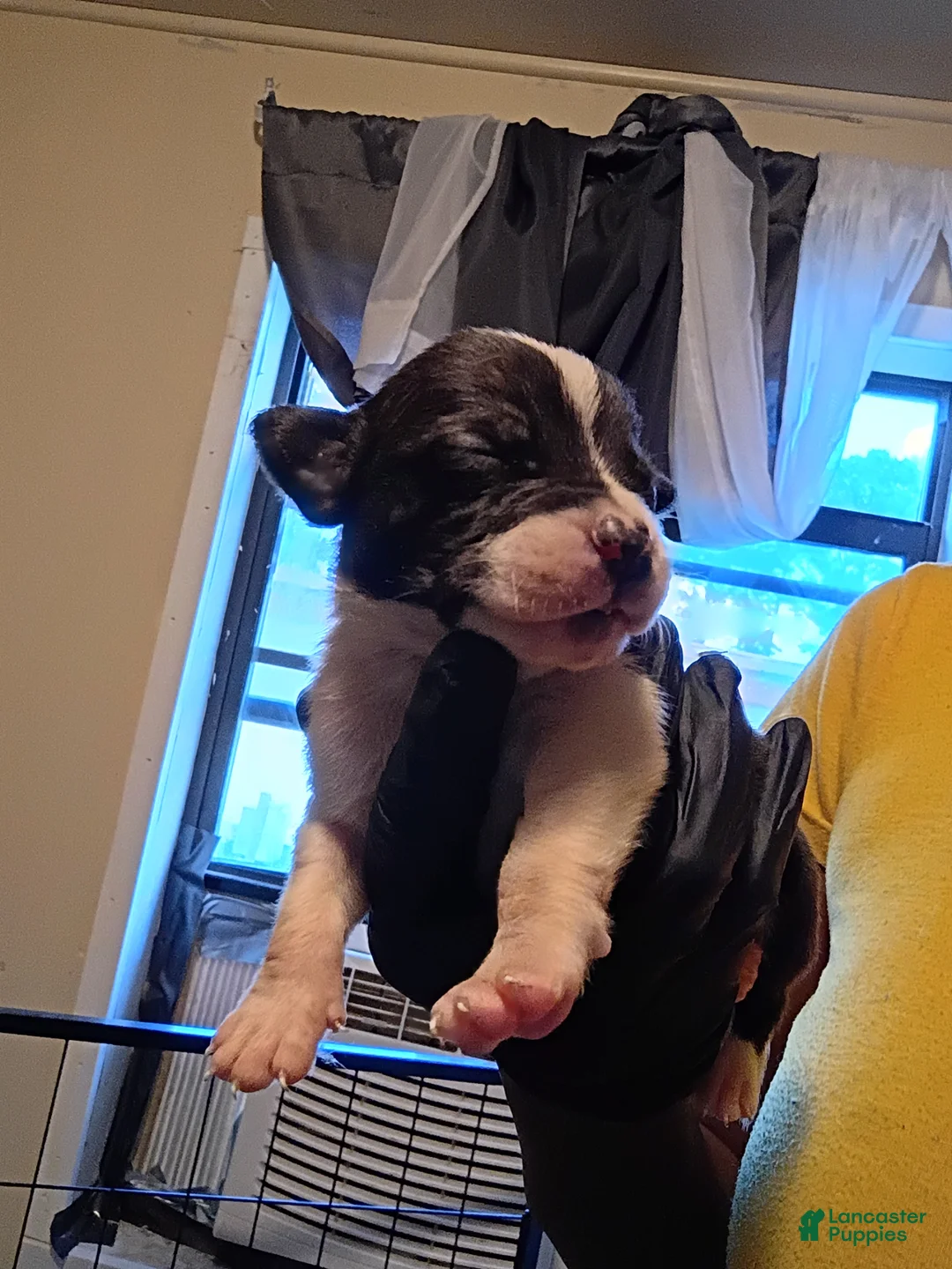 Mixed Breed dogs for sale: Puppy 3(Lil Bit) Runt - Ad 2