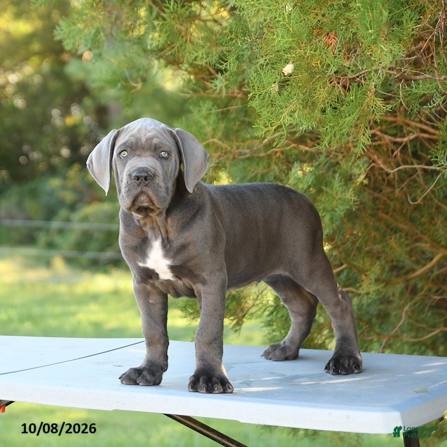 Cane Corso dogs Felix - Ad 2