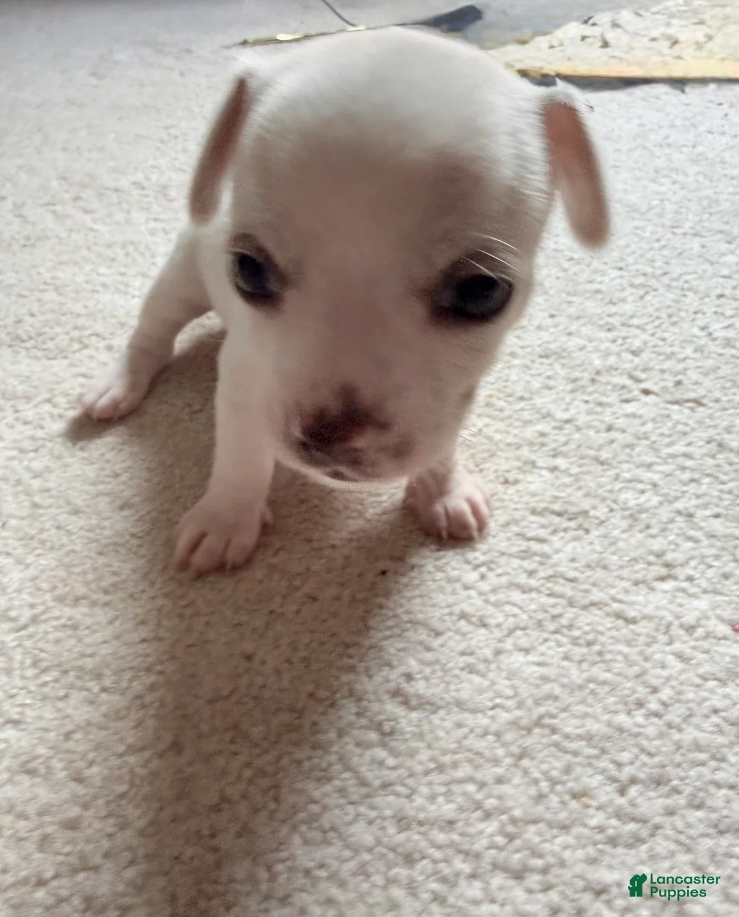 Pomchi dogs for sale: Snow - Ad 1