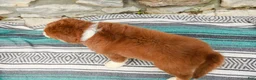 Australian Shepherd dogs for sale: Woody - Ad 7