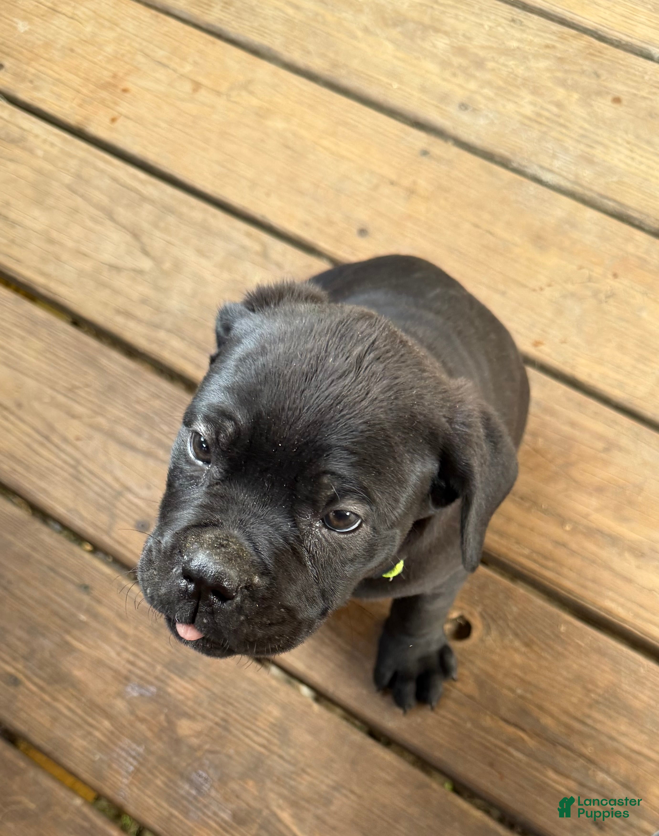 Cane Corso dogs BMO - Ad 2