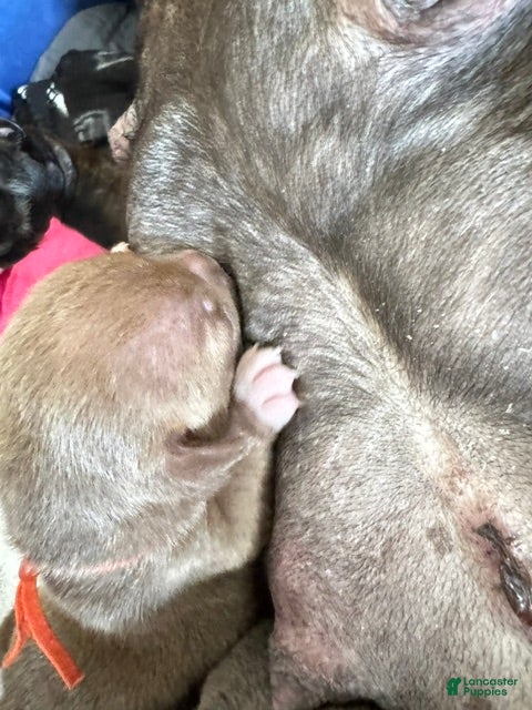American Bully dogs American Bully 6 - Ad 25