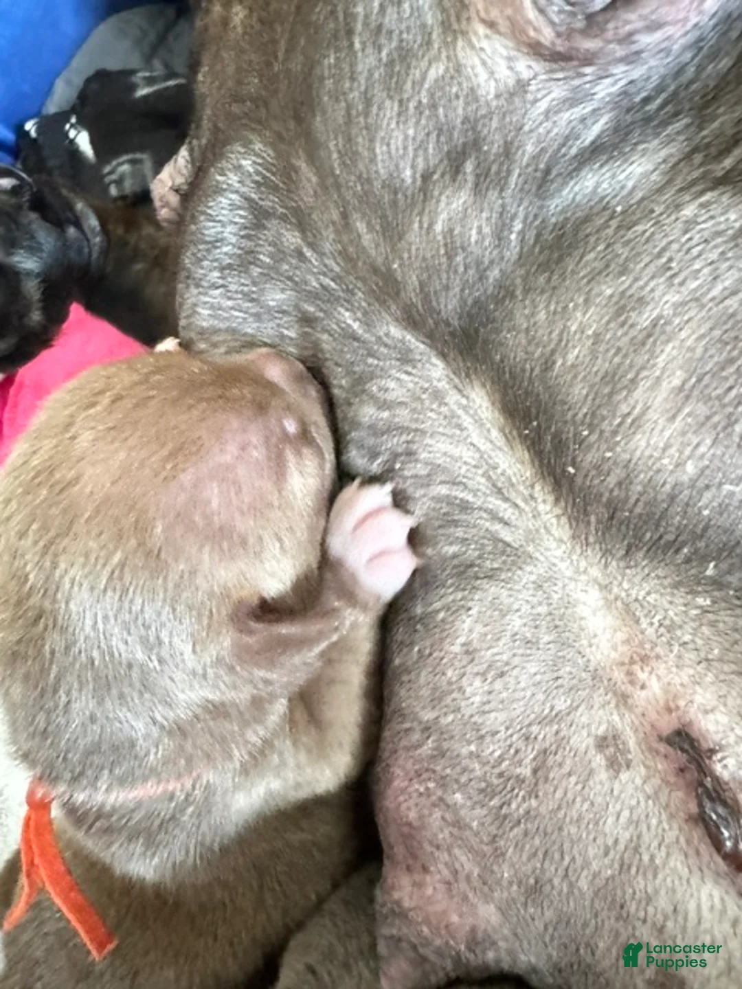 American Bully dogs for sale: American Bully 6 - Ad 1