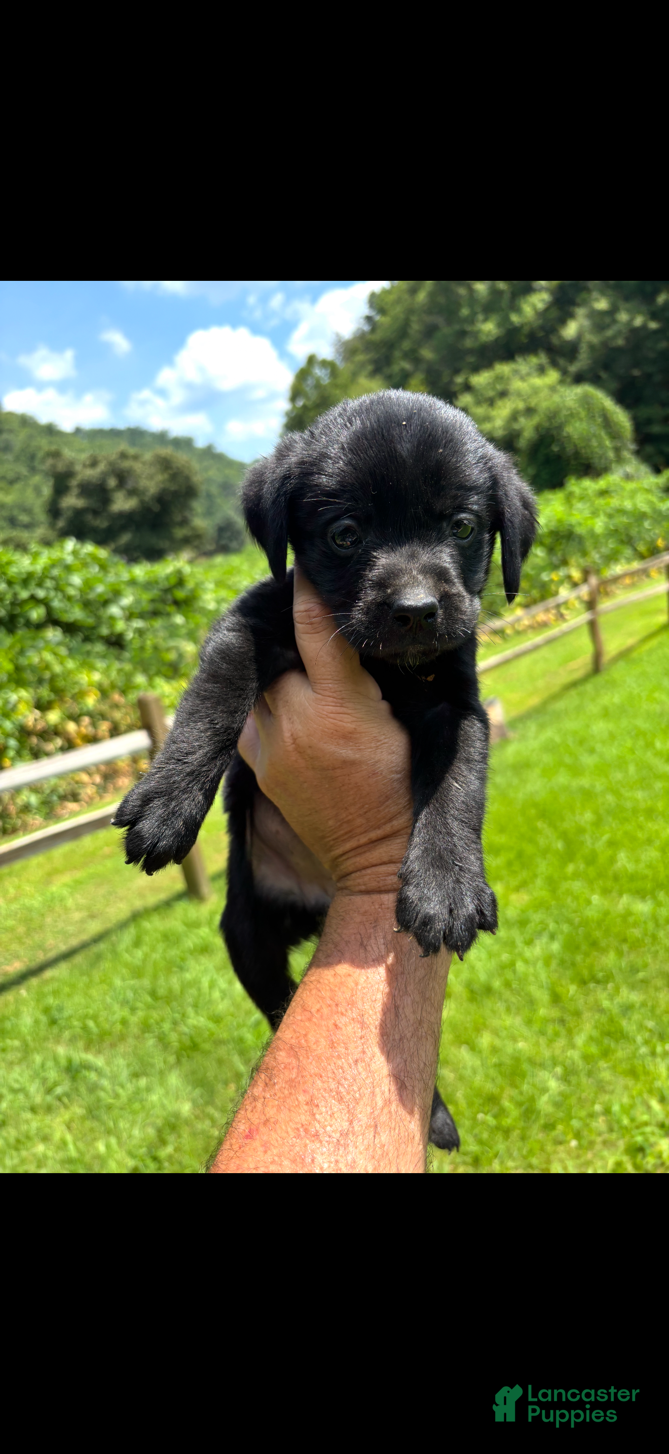 Labrador Retriever dogs Little Bit - Ad 1