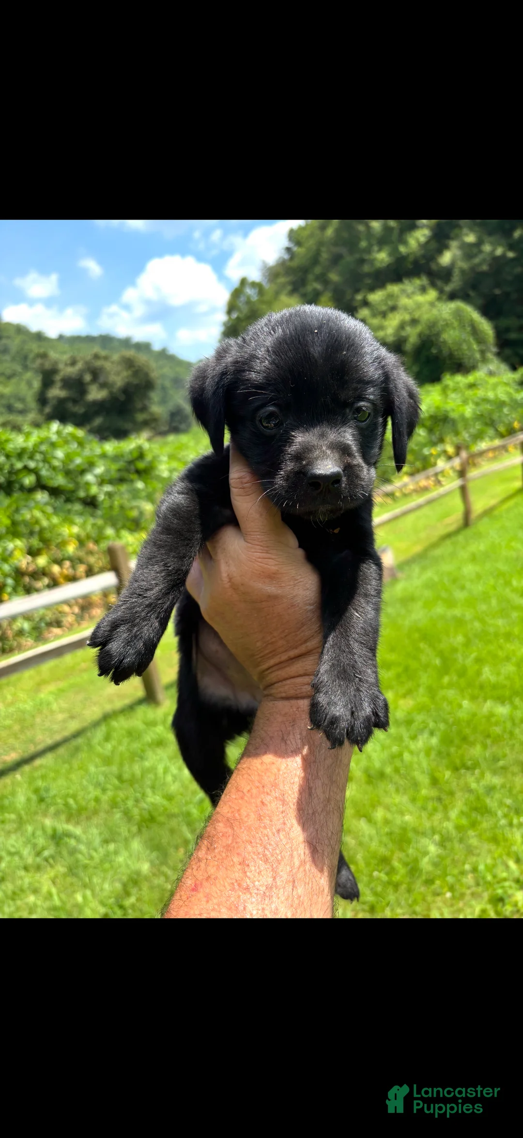 Labrador Retriever dogs for sale: Little Bit - Ad 1