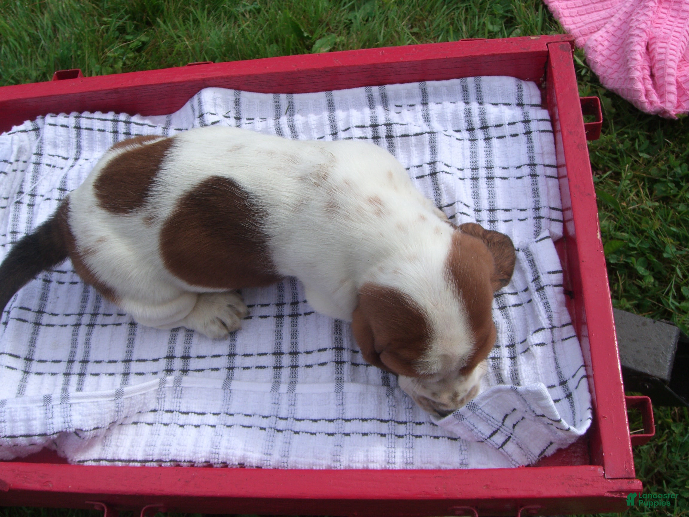 Basset Hound dogs Sam - Ad 2