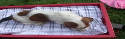 Basset Hound dogs for sale: Sam - Ad 2